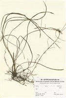 藏品(沿階草)的圖片